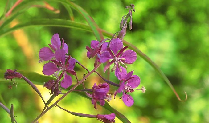 Fireweed