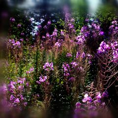 Fireweed