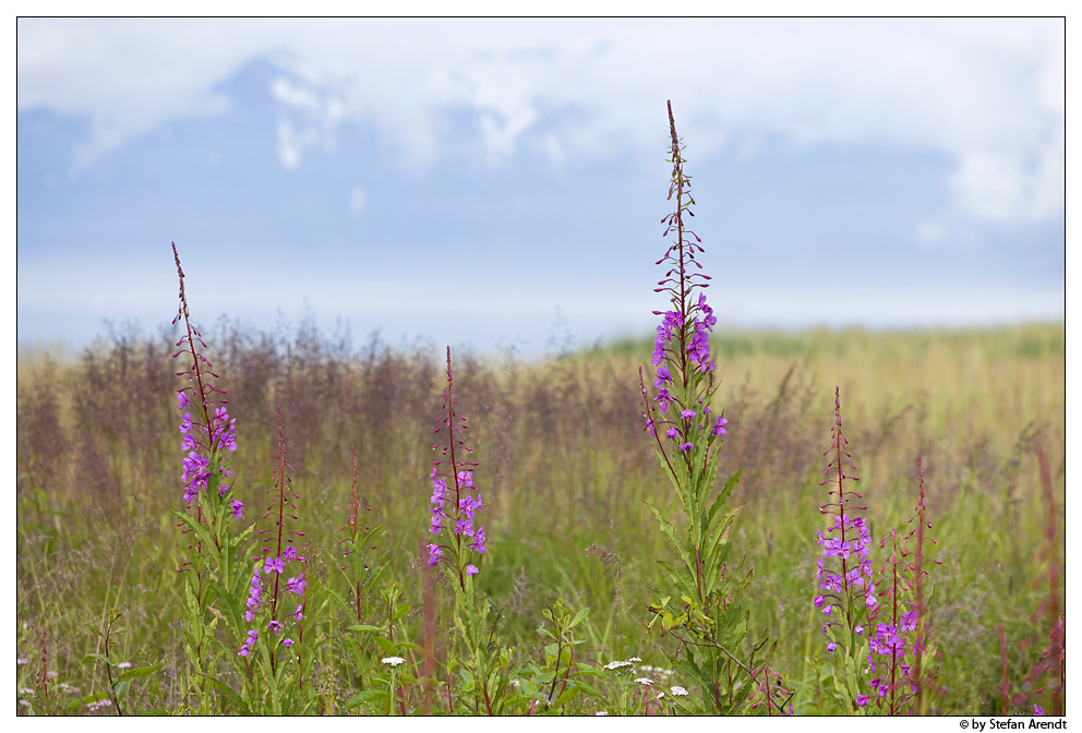 Fireweed