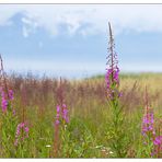 Fireweed