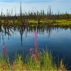 "Fireweed" - Alaskasommer, 2009