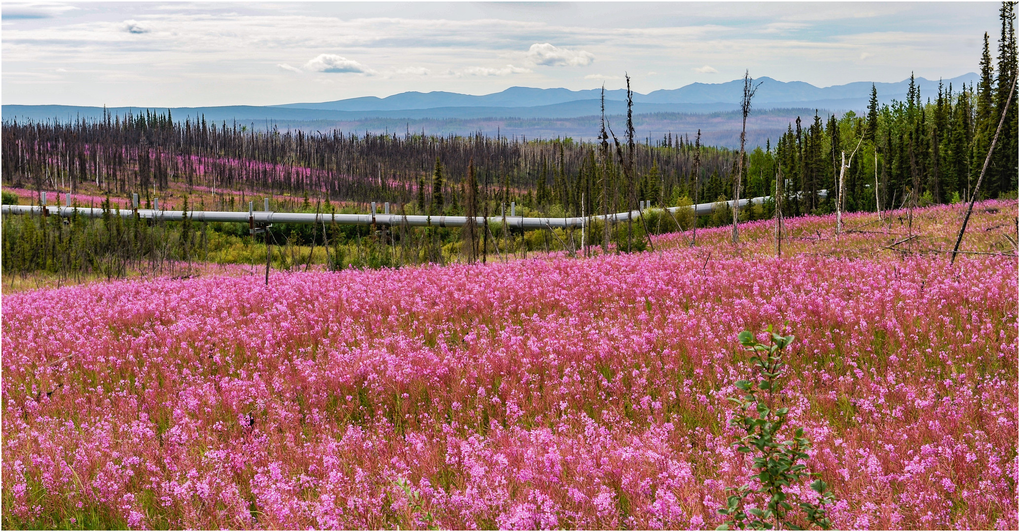 "Fireweed am Dalton Highway Alaska"