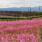 "Fireweed am Dalton Highway Alaska"