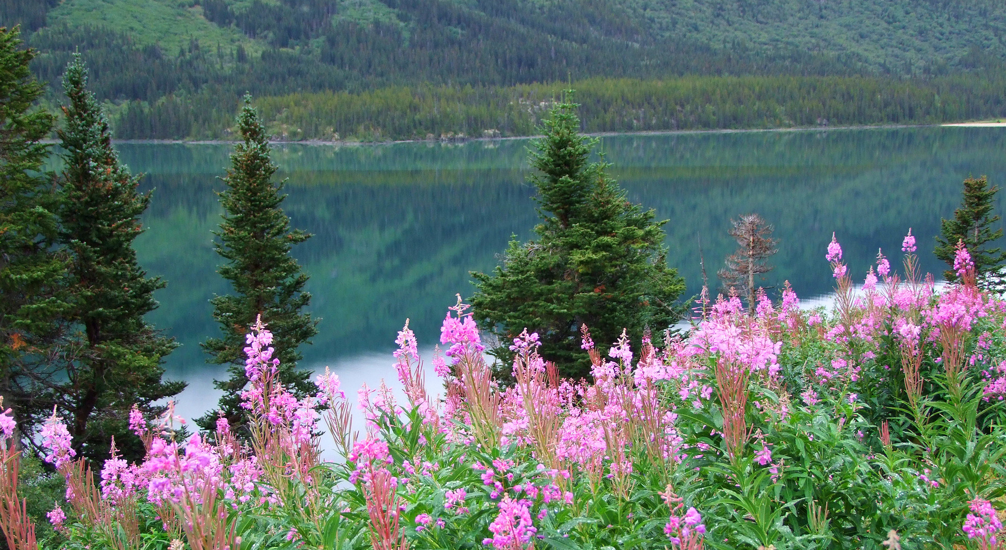 Fireweed am Windy Arm of Tagishlake, Yukon T./Canada, Südlicher Klondike Highway