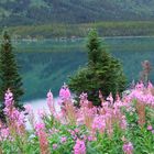 Fireweed am Windy Arm of Tagishlake, Yukon T./Canada, Südlicher Klondike Highway