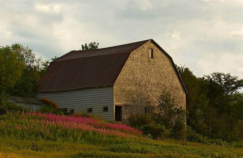 Fireweed