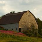 Fireweed