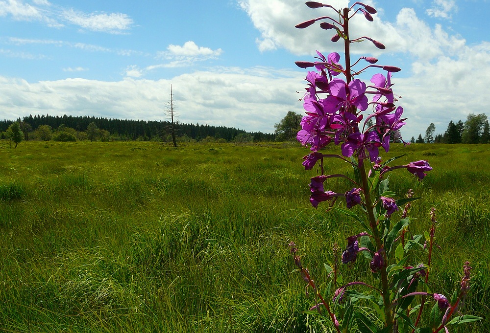 Fireweed