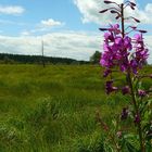 Fireweed