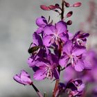 Fireweed