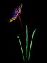 Fireworkflower von Thoma S