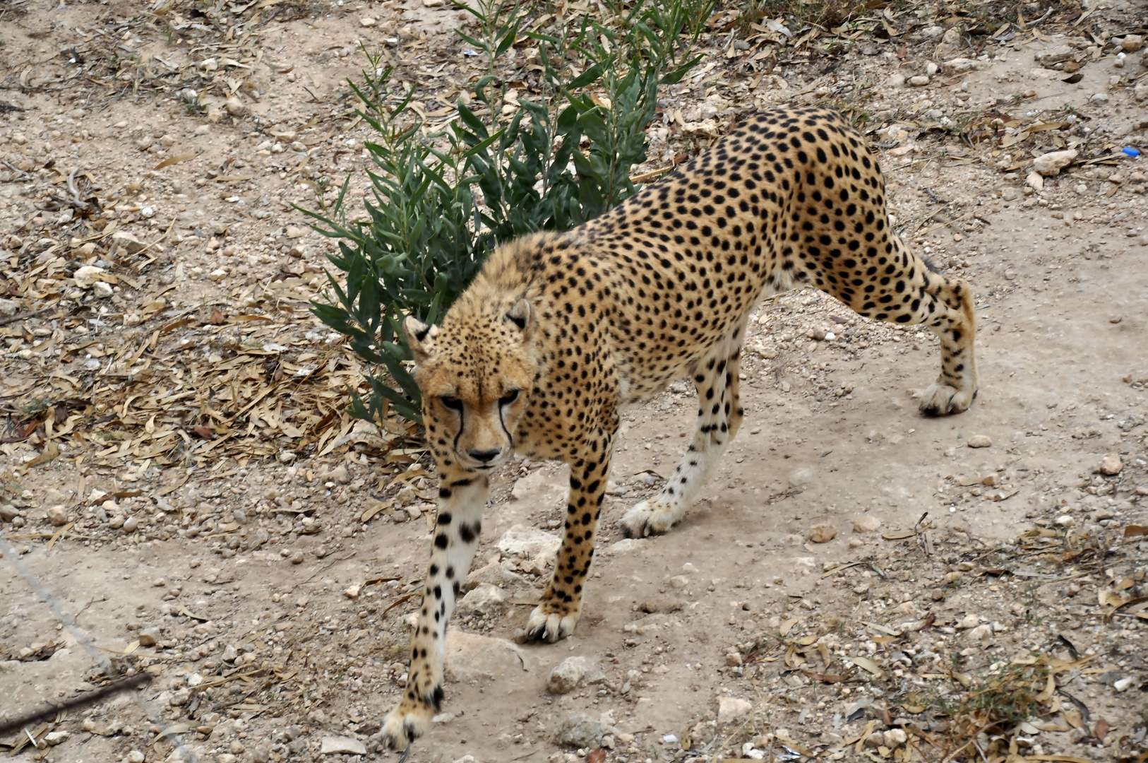 Firguia Tierpark