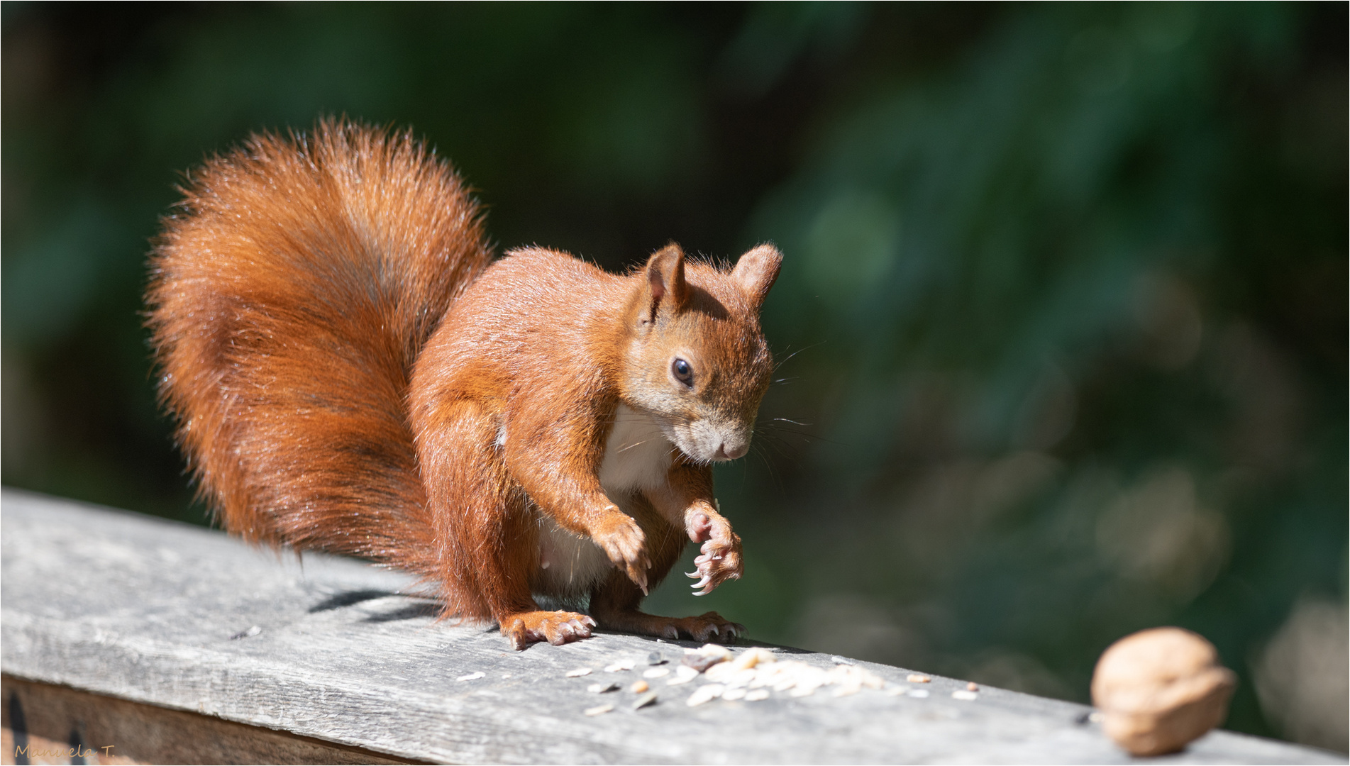 first a little snack before I get the walnut