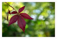 first autumn colors