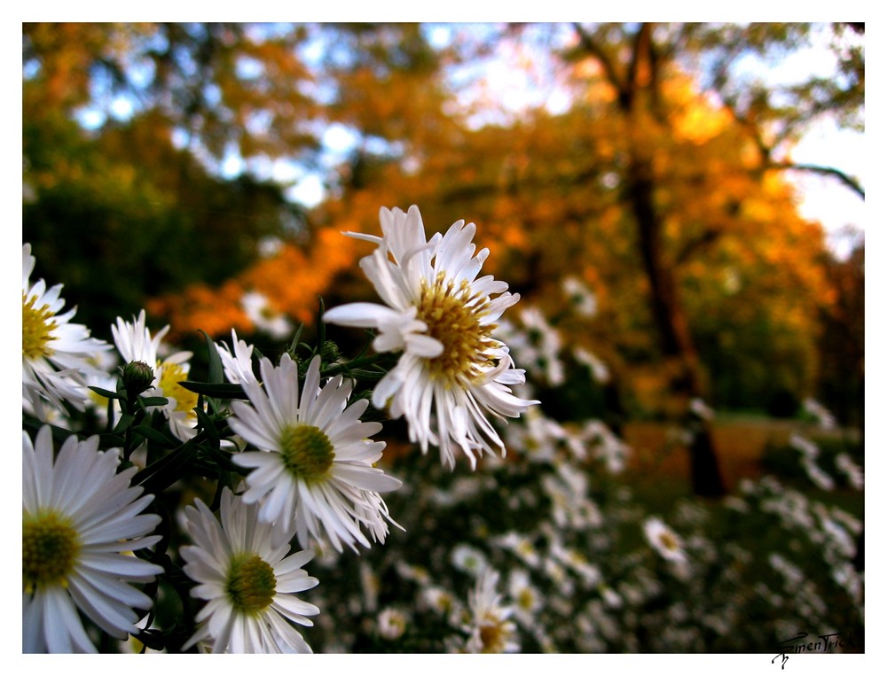 First Autumn Days