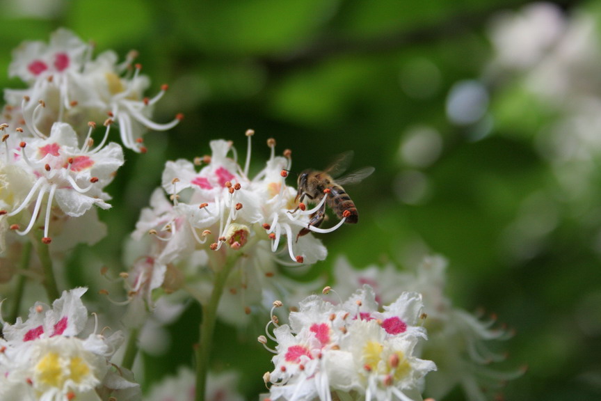 first bee