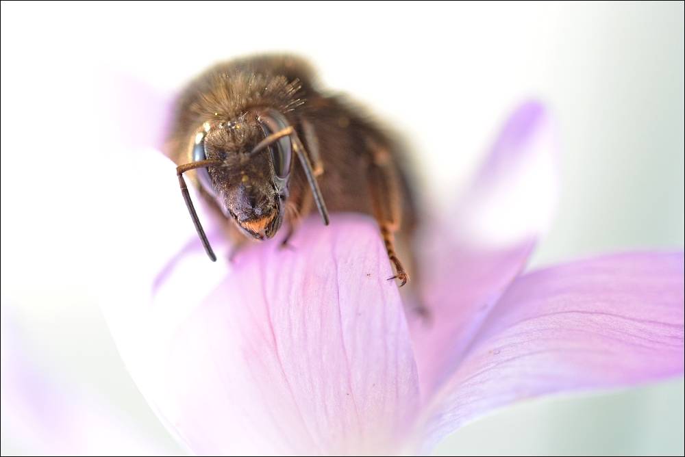 first bumblebee