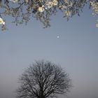 First Cherry blossom with moon