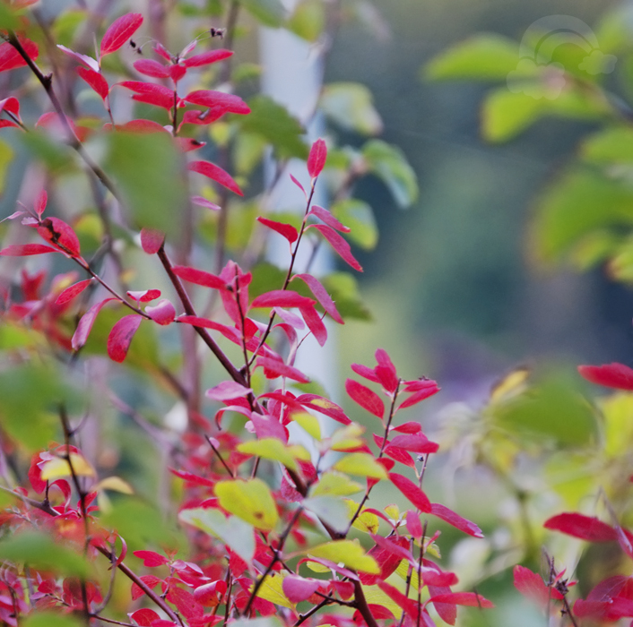 first colors of autumn