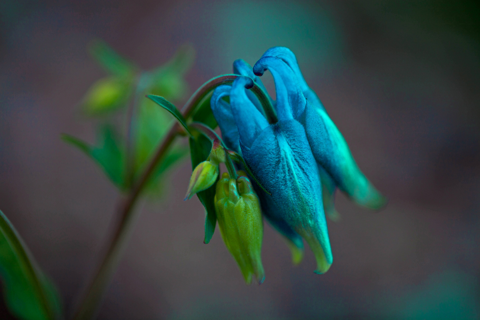 First Columbine