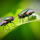 Wildlife