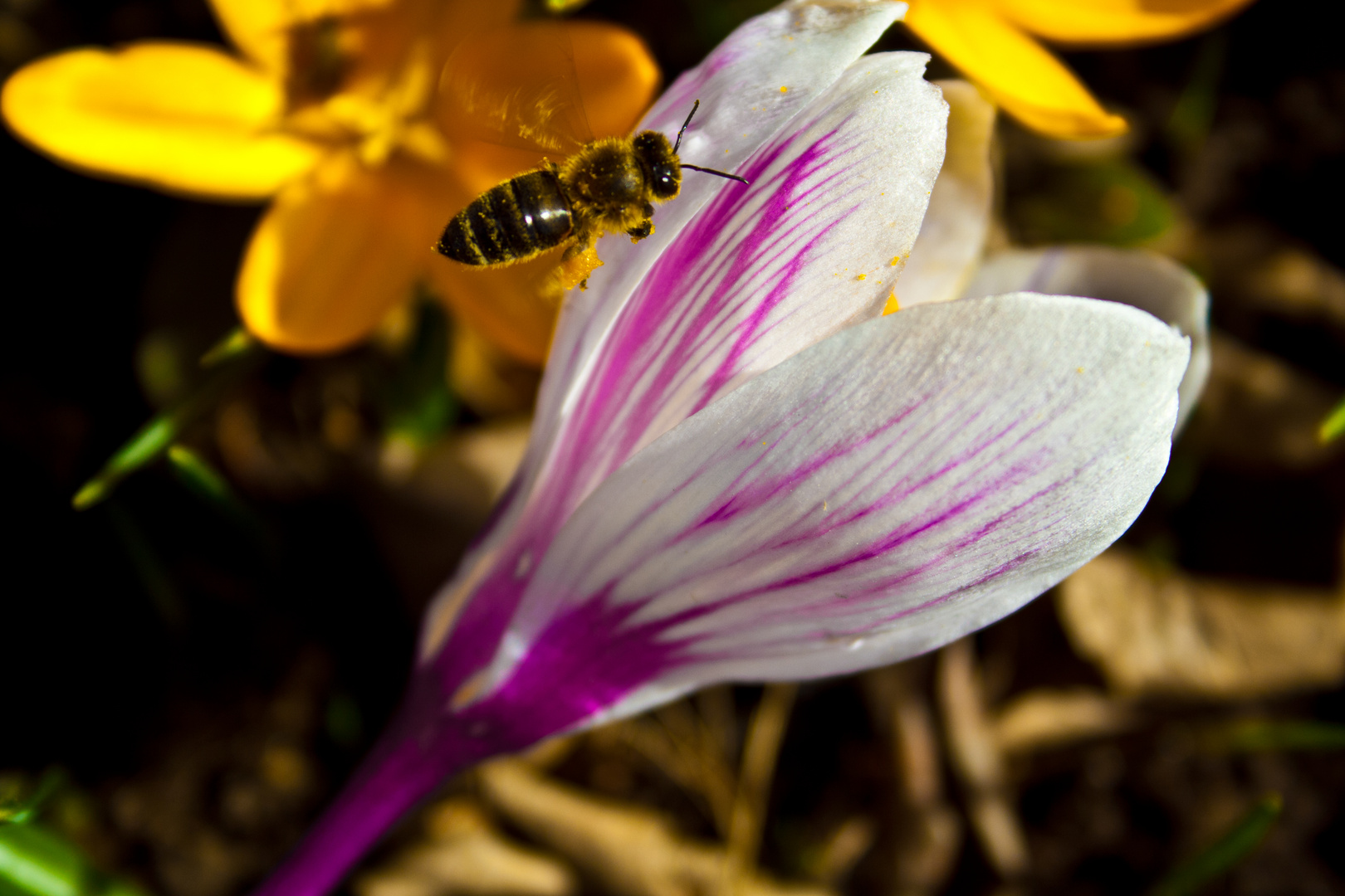 first day of spring 2013