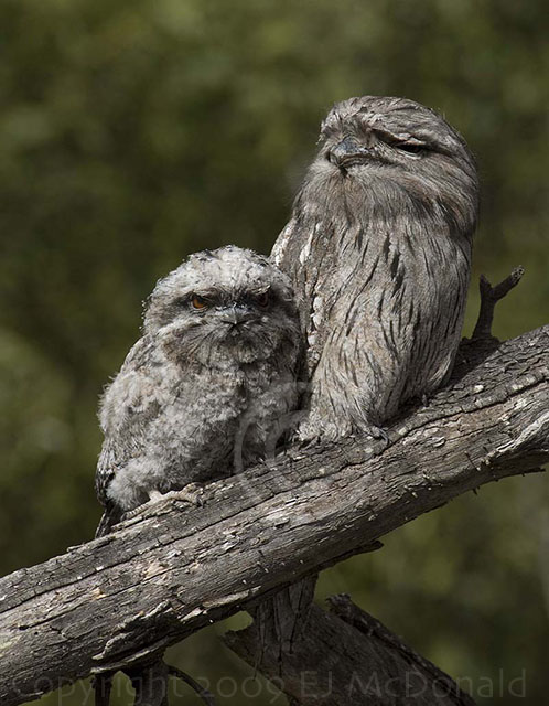 First day out of the nest