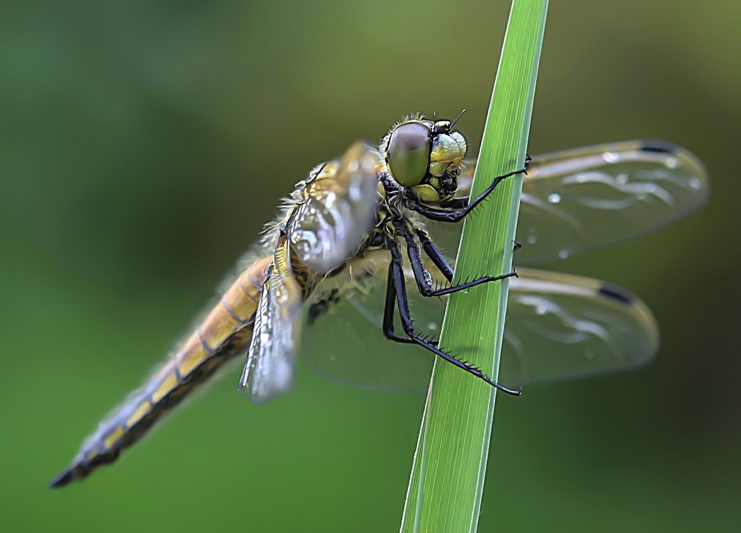 First Dragonfly 