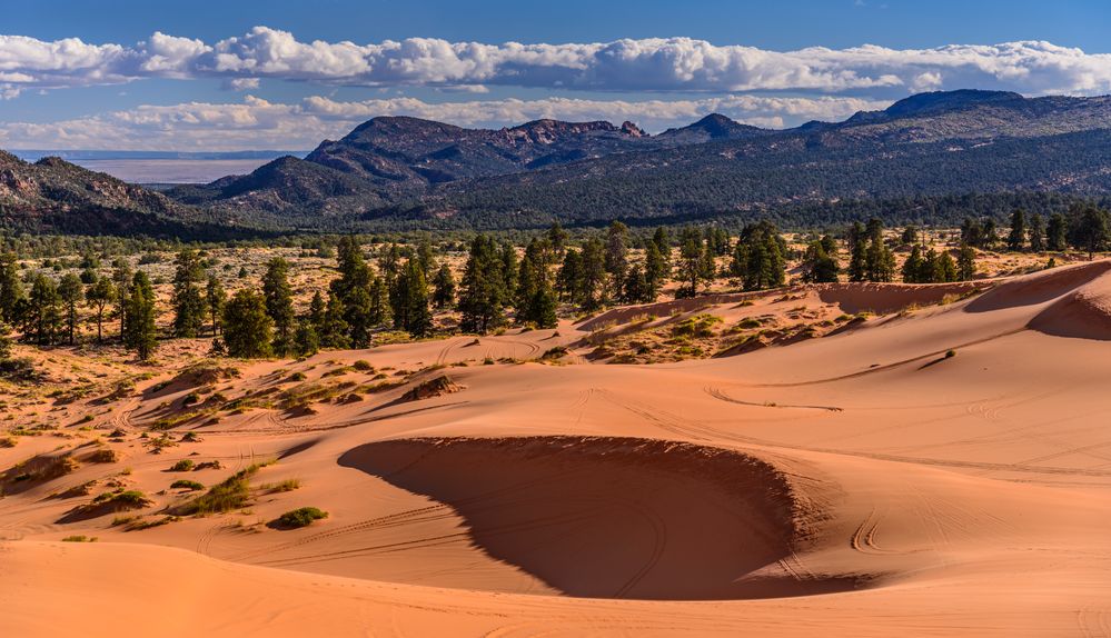 First Dune, Coral Pink Sand Dunes SP, Utah, USA