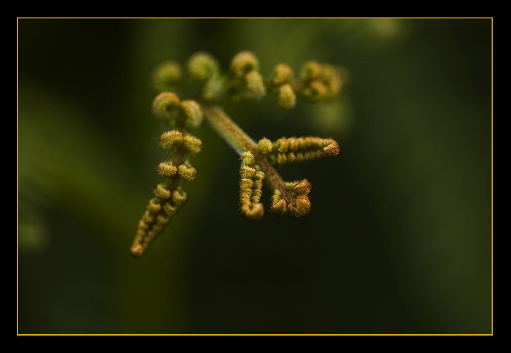 first fern