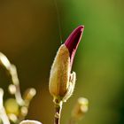 First flower on Susan Magnolia.