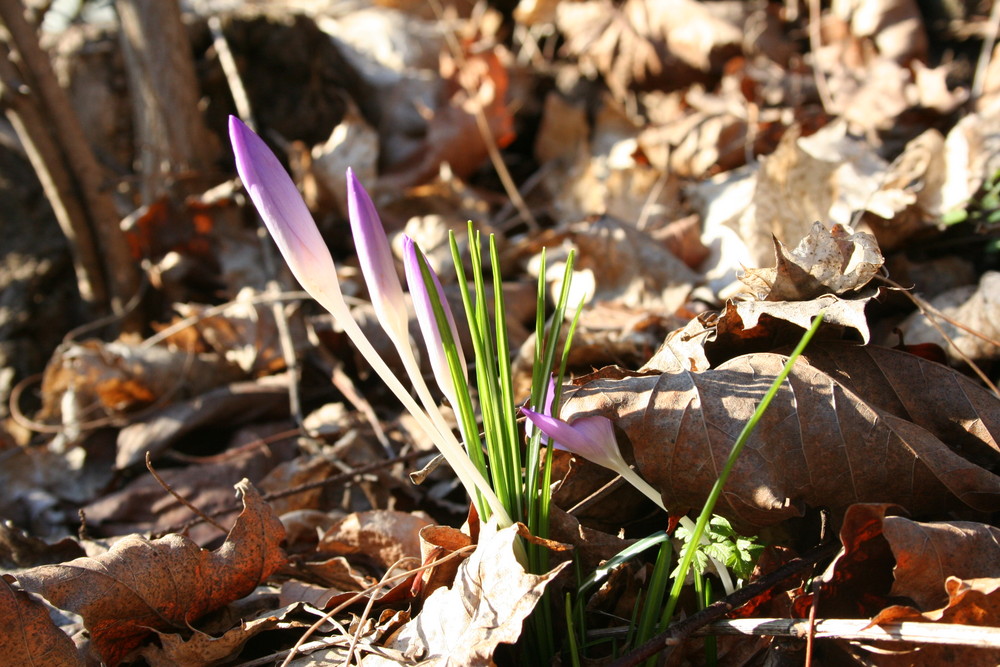 FIRST FLOWERs