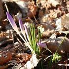 FIRST FLOWERs