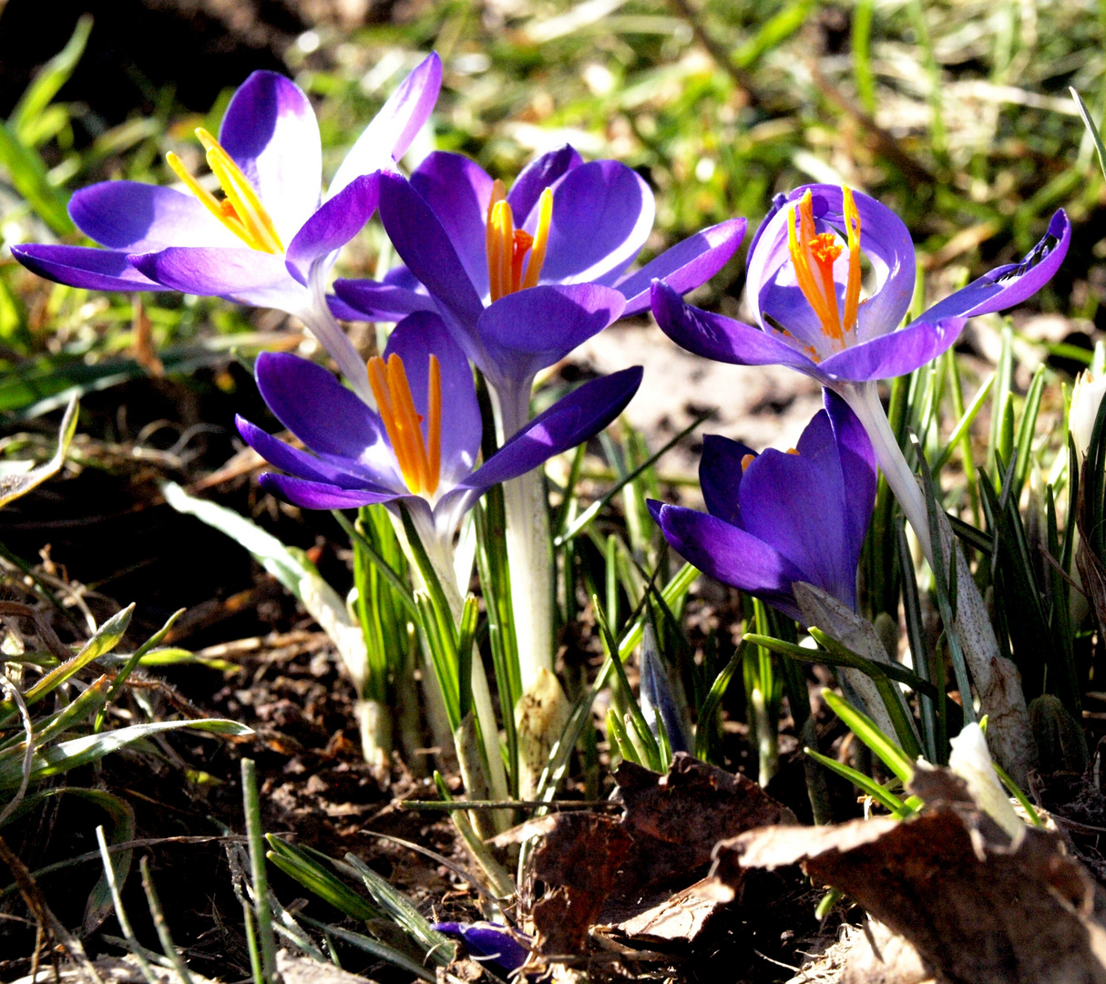 First Flowers