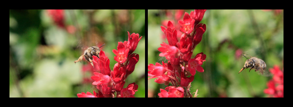 first flowers, first bees