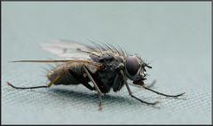First Fly 2011