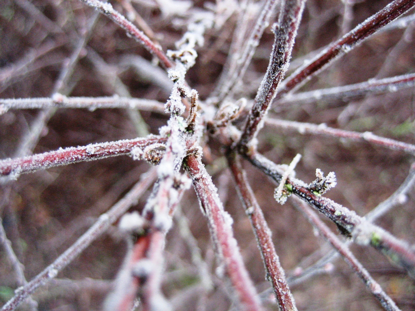 First Frost