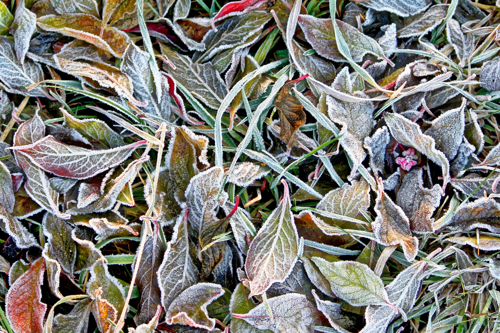 first frost late autumn