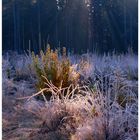 First frosty morning