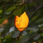 First Golden Autumn Leaf - Berlin, Germany