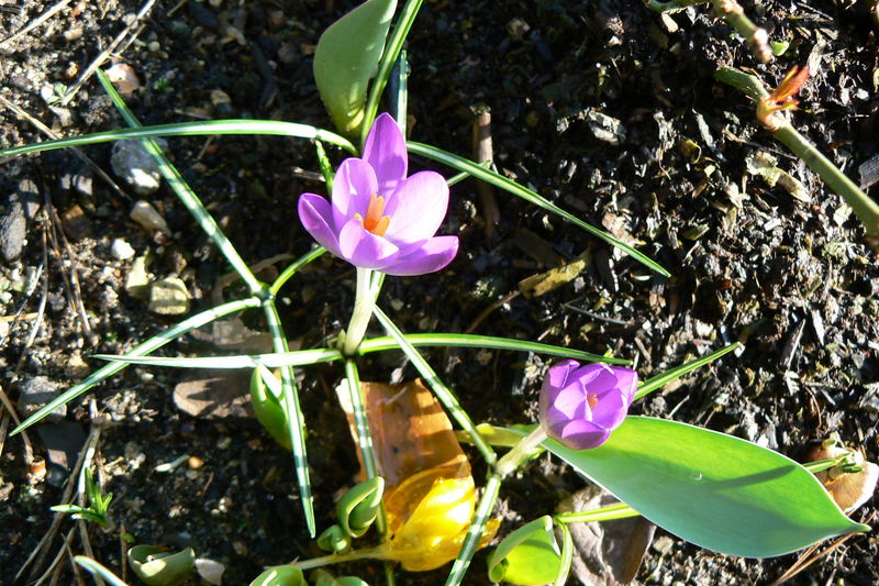 first greetings of spring in the sun