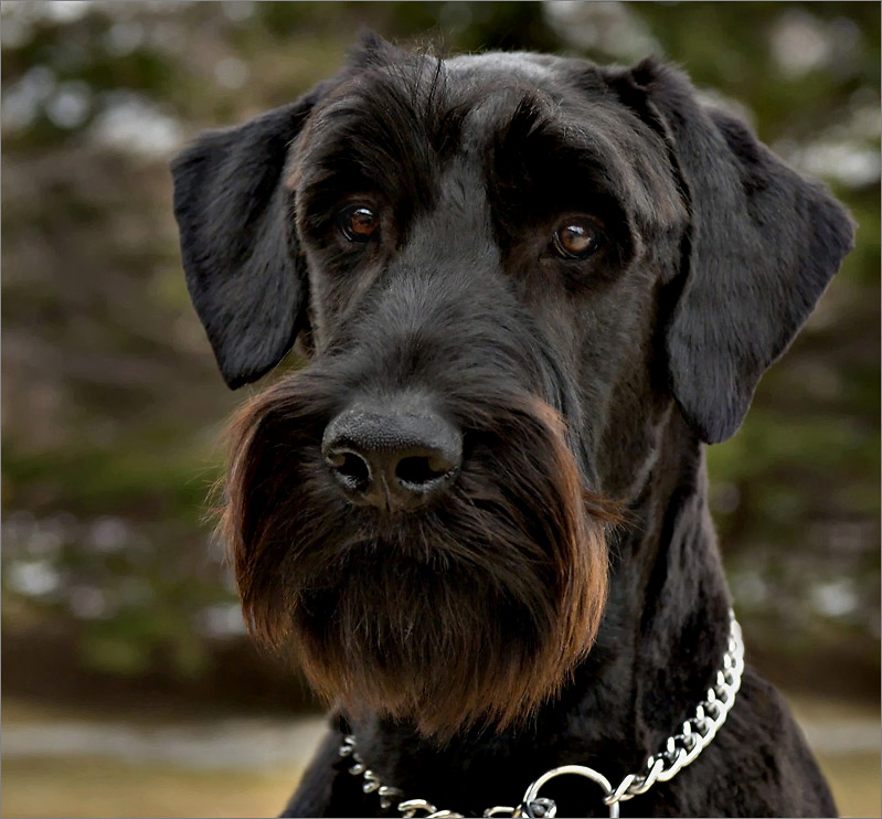 First Haircut - Giant Schnauzer