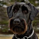 First Haircut - Giant Schnauzer