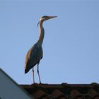 "First Heron"