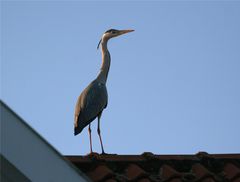 "First Heron"