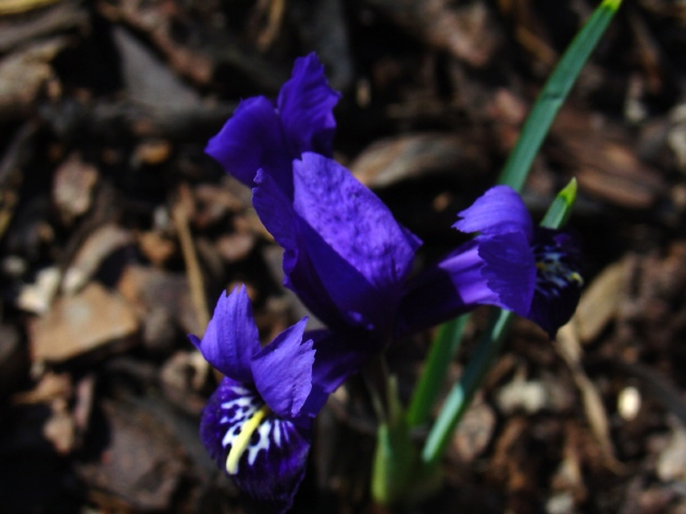 first iris