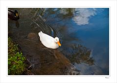 First Lady of the Pond