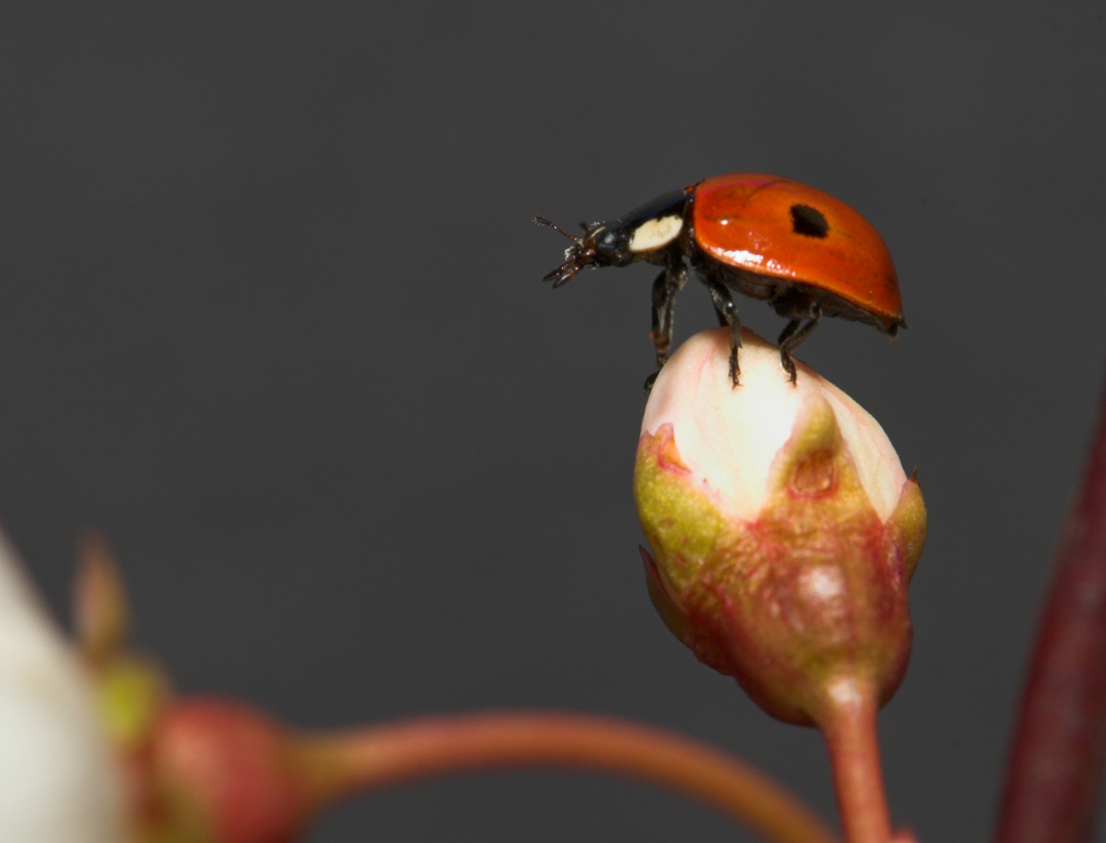 First Ladybird of the Year