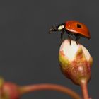 First Ladybird of the Year