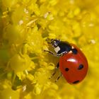 First ladybug 2016